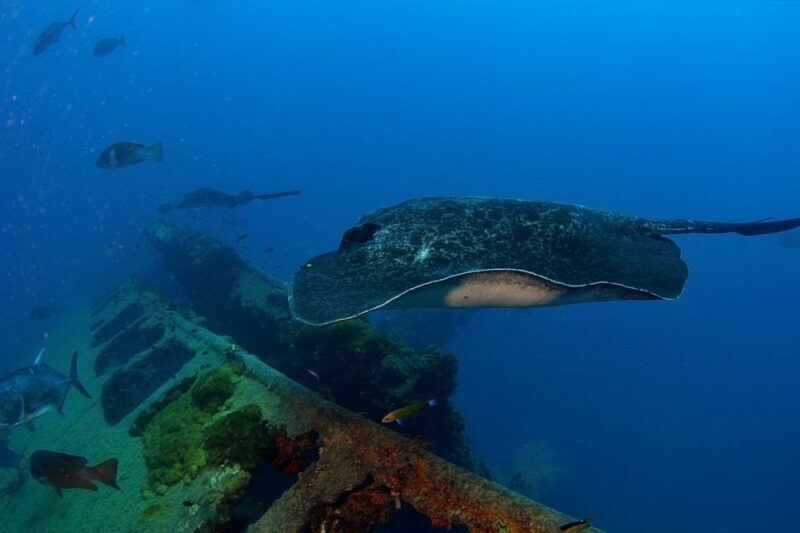 Townsville or Magnetic Island: Yongala Wreck Dive Day Trip - Who Should Consider This Tour?