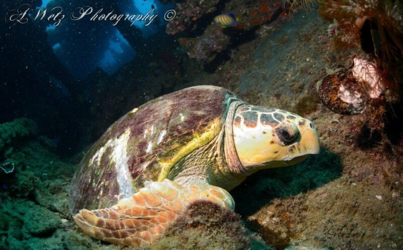 Townsville or Magnetic Island: Yongala Wreck Dive Day Trip - Final Thoughts
