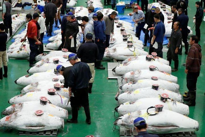 Toyosu Market Morning Tuna Auction and Tsukiji Food Tour with Guide - Key points before you book