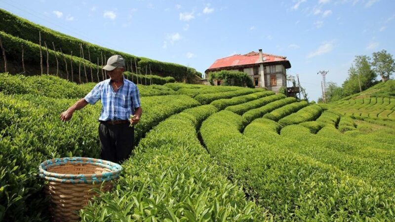 Trabzon: Uzungöl Group Tour, Explore The Nature & Taste Tea - An In-Depth Look at the Uzungöl Group Tour