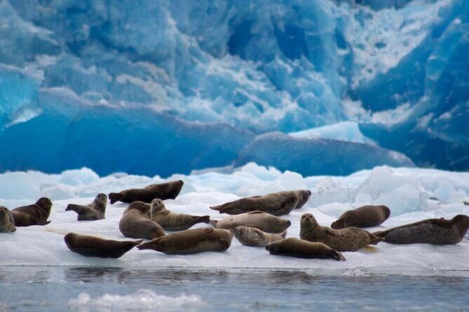 Tracy Arm Fjord and Glacier Explorer from Juneau - Who Should Consider This Tour?