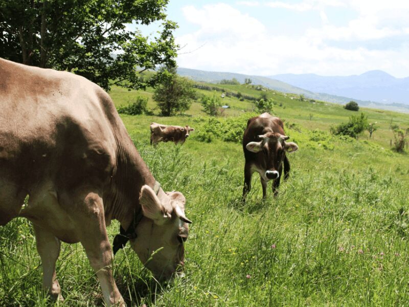 Traditional Cheese Factory Visit with Tasting near Isernia - Final Thoughts
