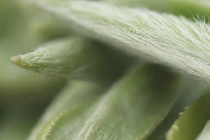 Traditional Chinese Tea Experience - Practical Tips for Your Tea Journey