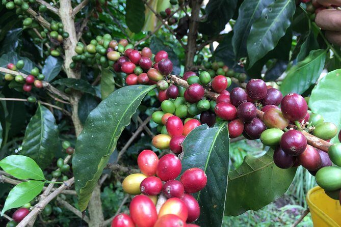 Traditional Coffee Tour, Nature & Birds - A Deep Dive into the Bogotá Coffee Experience