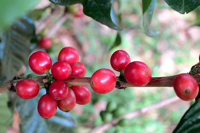 Traditional Coffee Tour + Poás Volcano from San José - Key Points