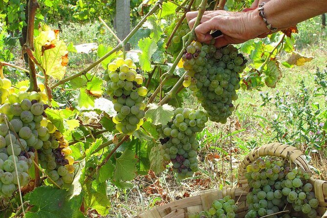 Traditional Cooking Class, Farm Tour & Lunch in the Douro Valley - Who Will Love This Tour?