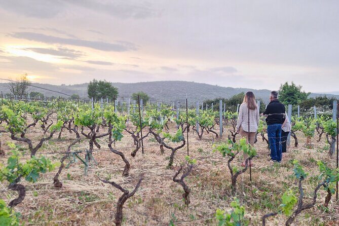 Traditional Hvar Cooking Classes, Dinners & 'Poje' Field Tour! - Exploring the Poje Experience: What to Expect