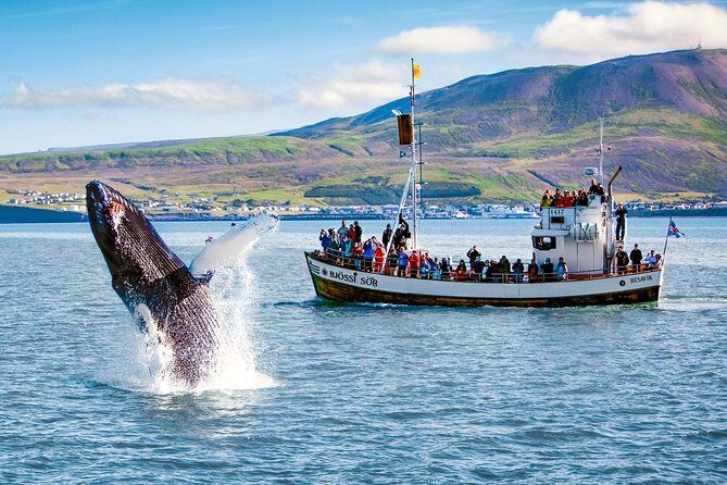 Traditional Oak Ship Whale Watching Tour From Husavik - Frequently Asked Questions