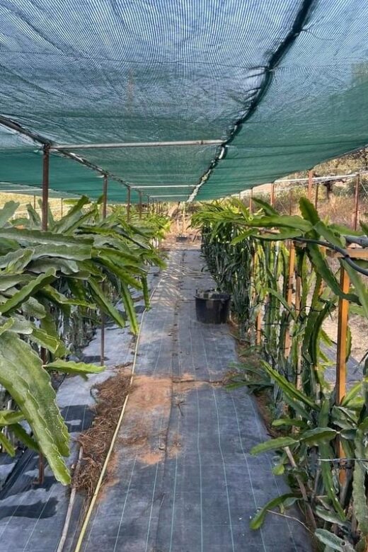 Traditional Olive Grove and Dragon Fruit Farm Tour - A Closer Look at the Experience