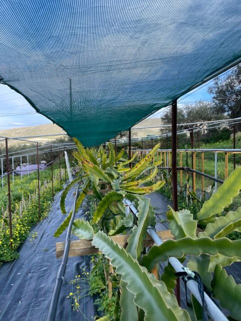 Traditional Olive Grove and Dragon Fruit Farm Tour - Practical Tips for Visiting