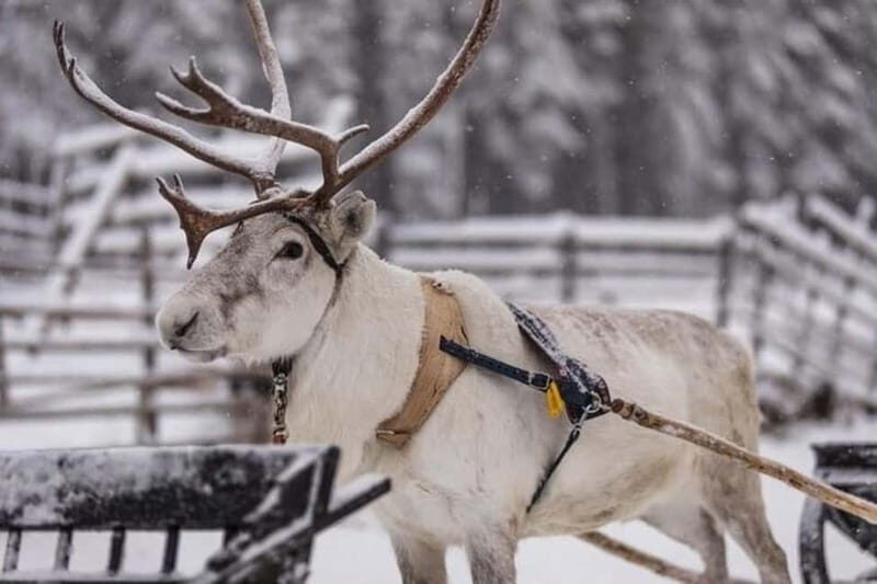 Traditional Reindeer Farm Visit with a Short Sleigh Ride - Traditional Reindeer Farm Visit with a Short Sleigh Ride: An Authentic Arctic Encounter