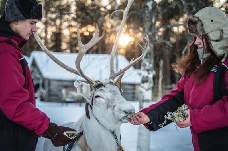 Traditional Reindeer Farm Visit with a Short Sleigh Ride - Key Points
