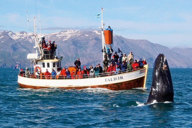 Traditional Whale Watching from Húsavík by Local Family Company - A Highly Detailed Review