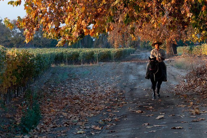 Traditional Wine Tour in Viña Cousiño Macul Official English - FAQ about the Viña Cousiño Macul Tour