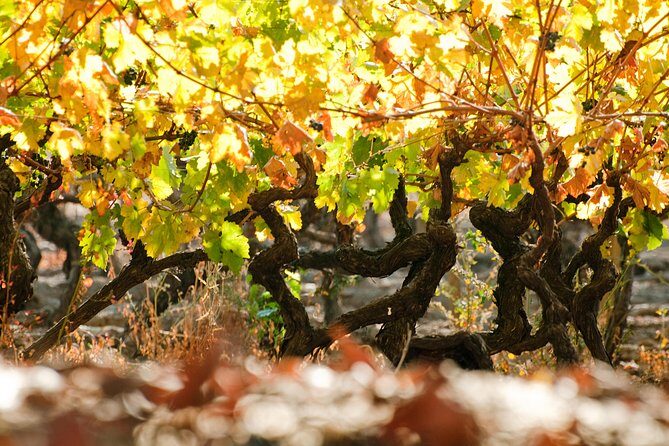 Traditional Wine Tour in Viña Cousiño Macul Official English - Final thoughts