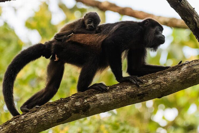 Trail Lovers: Rincon de la Vieja Volcano & La Leona Waterfall - References