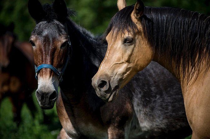 Trail Ride and Zipline Adventure Combo - Frequently Asked Questions