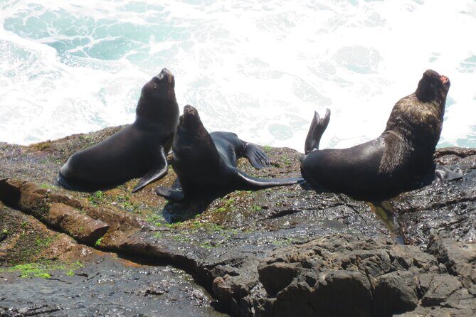 Trail through Lagoinha do Leste in Florianopolis - Key Points
