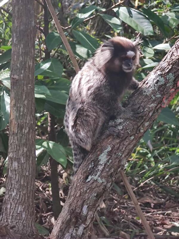 Trail with the most incredible view of Rio de Janeiro at Morro Dois Irmãos - Final Thoughts
