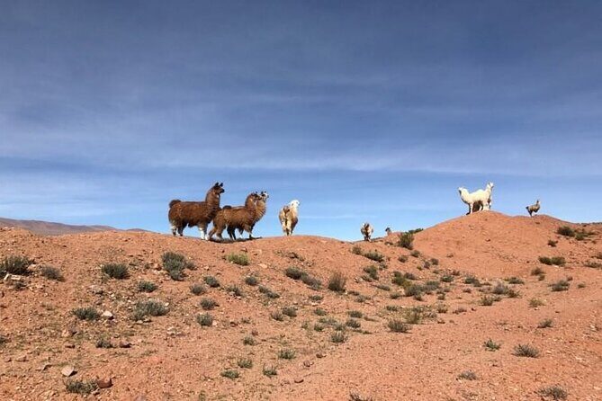 Train to the Clouds Experience with Transfers from Salta Hotels - Key Points