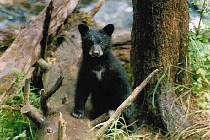 Traitors Cove Bear Viewing - Traitors Cove Bear Viewing: A Close Encounter with Alaska’s Bears
