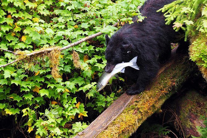 Traitors Cove Bear Viewing - A Deep Dive into the Traitors Cove Bear Viewing Tour