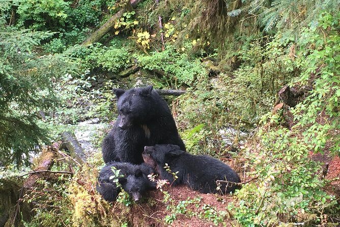 Traitors Cove Bear Viewing - FAQ