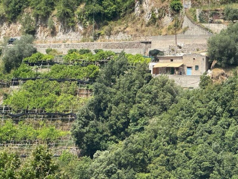 Tramonti: Lemon Tour at "Formichelle" Farm on Amalfi Coast - Who Will Love This Tour?