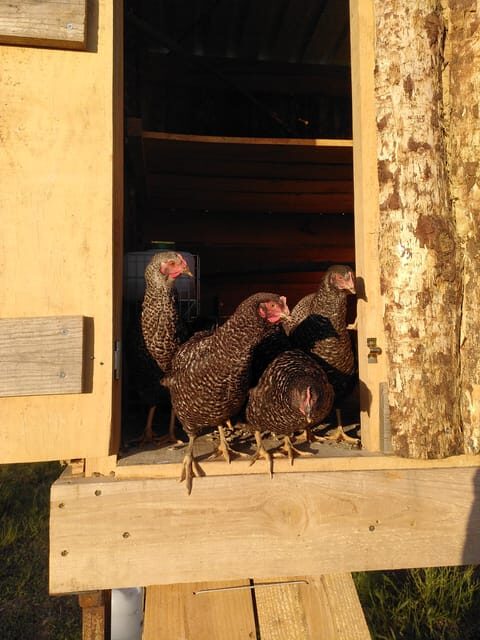 Trancoso: Farm eco-Tour with Tasting - A Deep Dive into the Farm Eco-Tour Experience