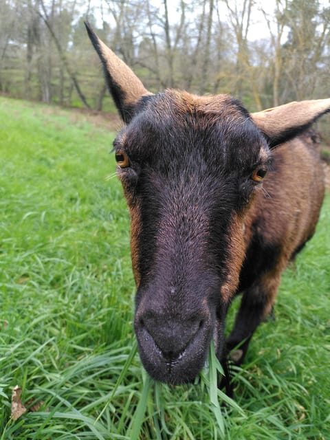 Trancoso: Farm eco-Tour with Tasting - Who Should Consider This Tour?