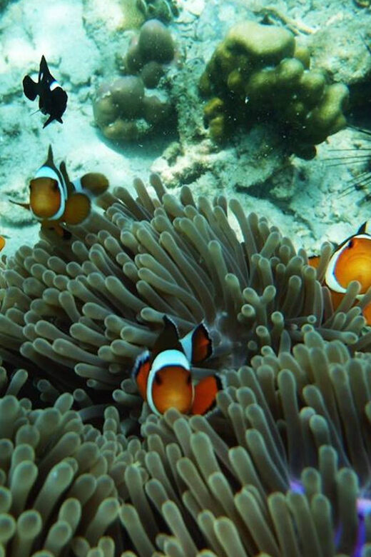 Trang: Full-Day Big Boat Adventure to Kradan & Chueak island - Trang: Full-Day Big Boat Adventure to Kradan & Chueak Island