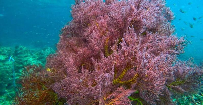 Trang: Full-Day Big Boat Adventure to Kradan & Chueak island - What We Love About This Experience