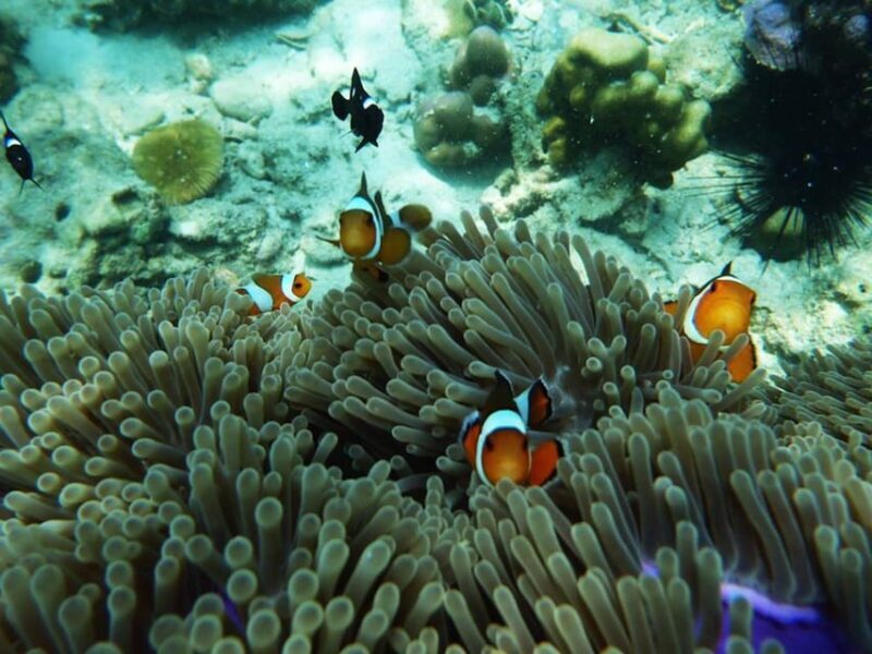 Trang: Full-Day Big Boat Adventure to Kradan & Chueak island - FAQ