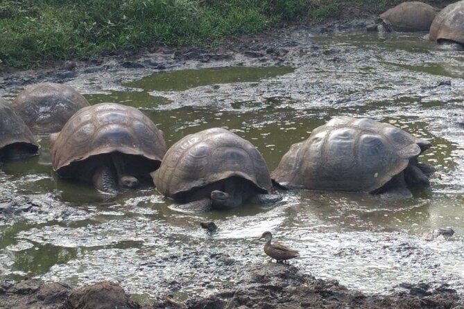 Transfer Airport-hotel in Galapagos Santa Cruz with visit to Giant Tortoises - A Detailed Look at the Experience