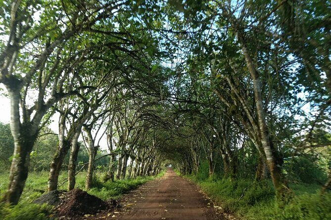 Transfer Airport-hotel in Galapagos Santa Cruz with visit to Giant Tortoises - Who Will Love This Tour?