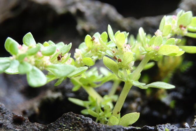 Transfer in + Visit to the giant turtle nature reserve - Authenticity and Reviews