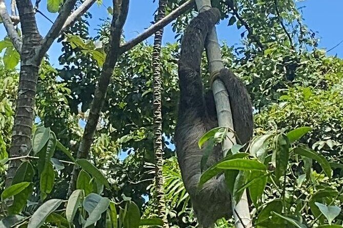 Transfer SJO Airport to La Fortuna or hotels - The Sum Up: Who is this transfer perfect for?