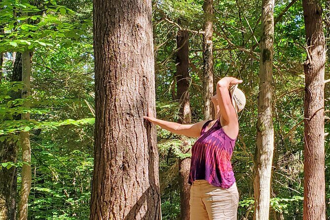 Transformative Forest Escape: A Mindful Journey for Inner Calm - An In-Depth Look at the Experience