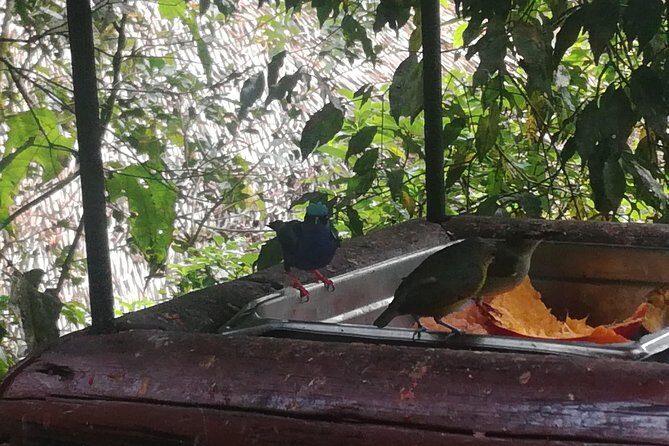 Transport from San Jose to la Fortuna - Who Should Book This Transfer?