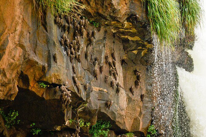 Transport to the Falls + Parque das Aves in a family vehicle. - A Deep Dive into the Experience