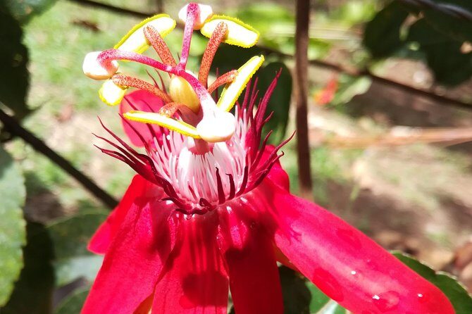 Transportation from La Fortuna to San Jose - A Detailed Look at the Experience