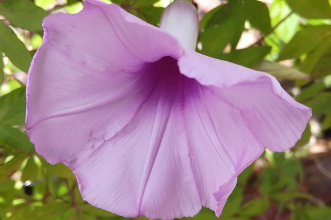 Transportation from La Fortuna to San Jose - Who Should Book This?