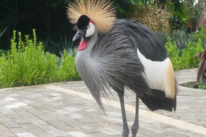 Transportation to the National AVIARY of Colombia - FAQs