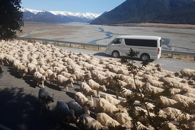 Tranz Alpine Train Tour - FAQ