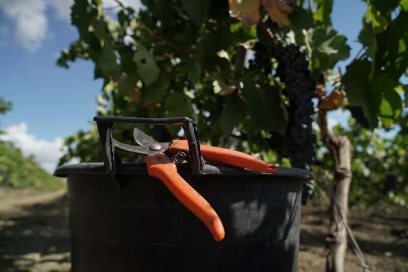 Trapani: Organic Wine Tasting with the Producer - Practicalities and Considerations