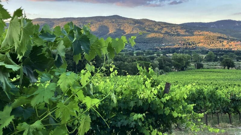 Trasimeno: Light Lunch, Oil, And Wine Experience - Why This Tour Stands Out