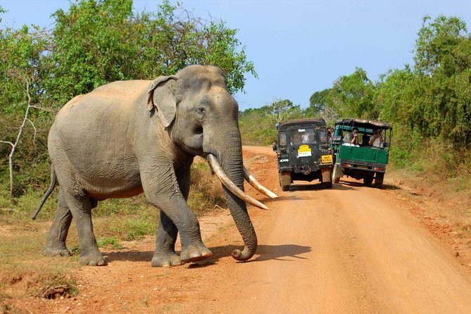 Travel to Ella from Galle with Udawalawe national park safari on the way - Key Points