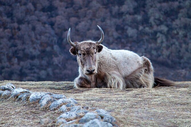 Traverse for a Private Epic Journey to Langtang - An In-Depth Look at the Langtang Trek Experience