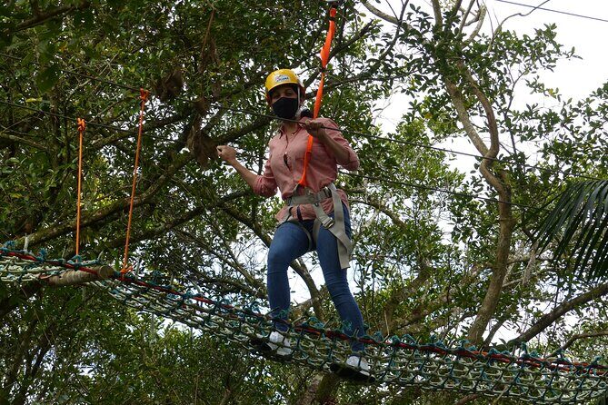 Tree climbing among the araucarias - Key Points