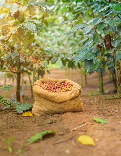 Tree of Life's Coffee Heritage Trail - The Sum Up